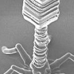 A human receives an AI-designed virus for the first time