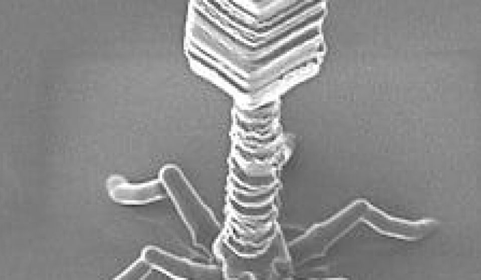 A human receives an AI-designed virus for the first time