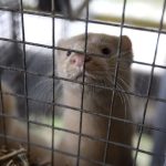 Animal welfare groups criticize response to bird flu outbreak at Utah mink farm