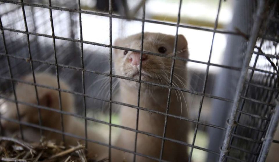 Animal welfare groups criticize response to bird flu outbreak at Utah mink farm