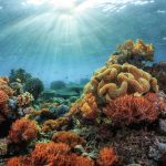 Stanford discovers a way to save ghostly corals from the brink