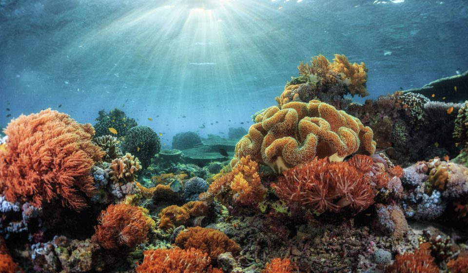 Stanford discovers a way to save ghostly corals from the brink