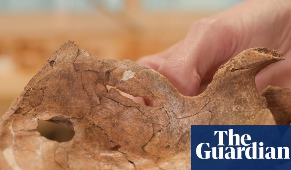 Neanderthal remains could be first human ancestors discovered killed by spear | Neanderthals