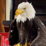 Bird flu caused the death of Jackie, a California bald eagle that captured hearts