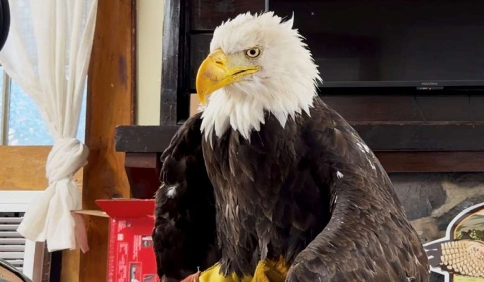 Bird flu caused the death of Jackie, a California bald eagle that captured hearts