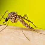 Invasive 'yellow fever mosquito' first discovered in Davis County
