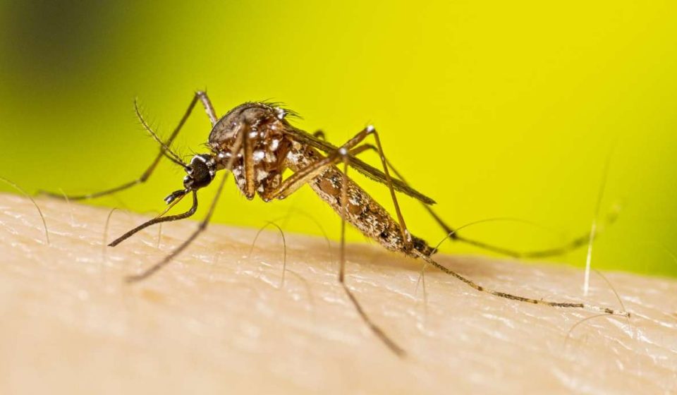 Invasive 'yellow fever mosquito' first discovered in Davis County