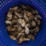 More than 27 people sick after salmonella outbreak from raw oysters