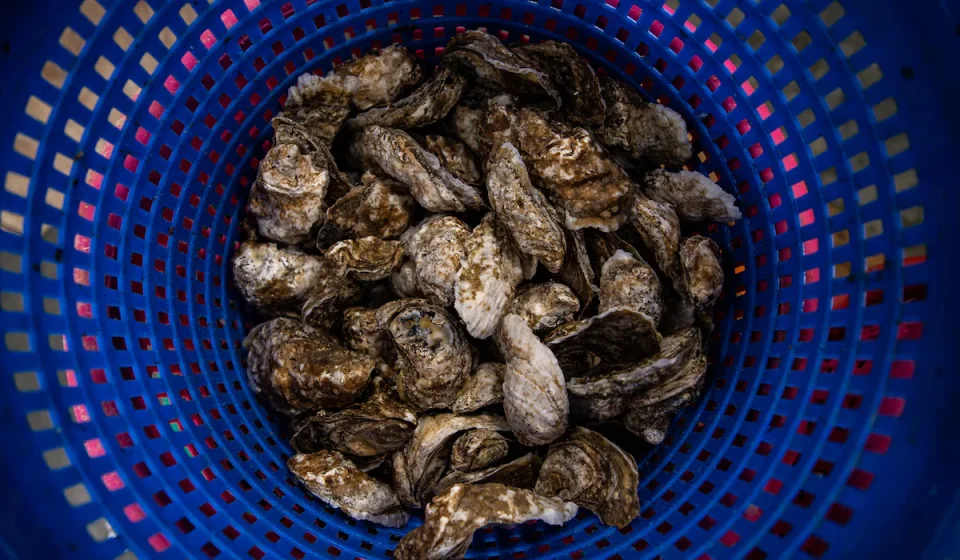 More than 27 people sick after salmonella outbreak from raw oysters More than 27 people sick after salmonella outbreak from raw oysters