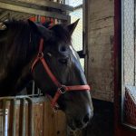 NYC horse-drawn carriage drivers feel betrayed as lawmakers move to abolish industry