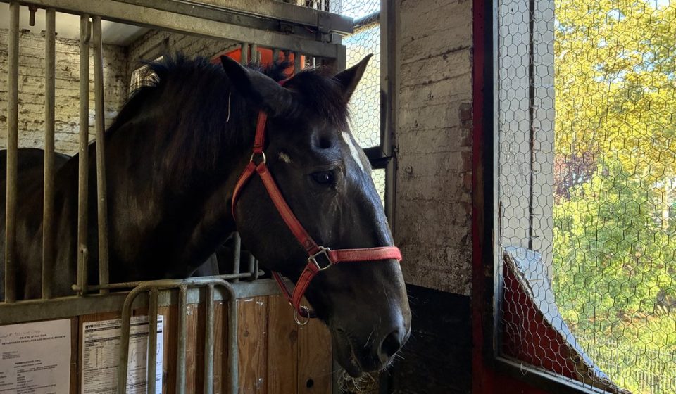 NYC horse-drawn carriage drivers feel betrayed as lawmakers move to abolish industry