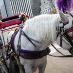Council Approves Bill to End New York's Horse Transport Industry