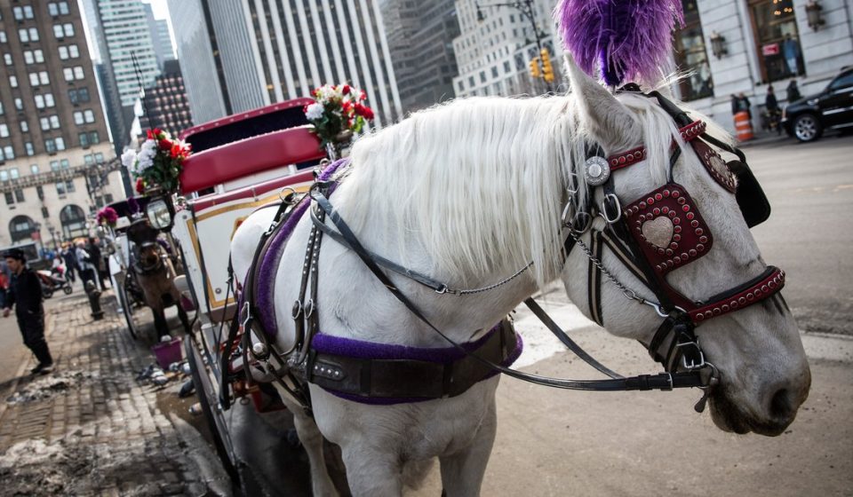 Council Approves Bill to End New York's Horse Transport Industry