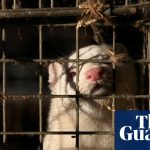 Bird flu outbreak at Utah mink farm raises concerns over government response | Utah
