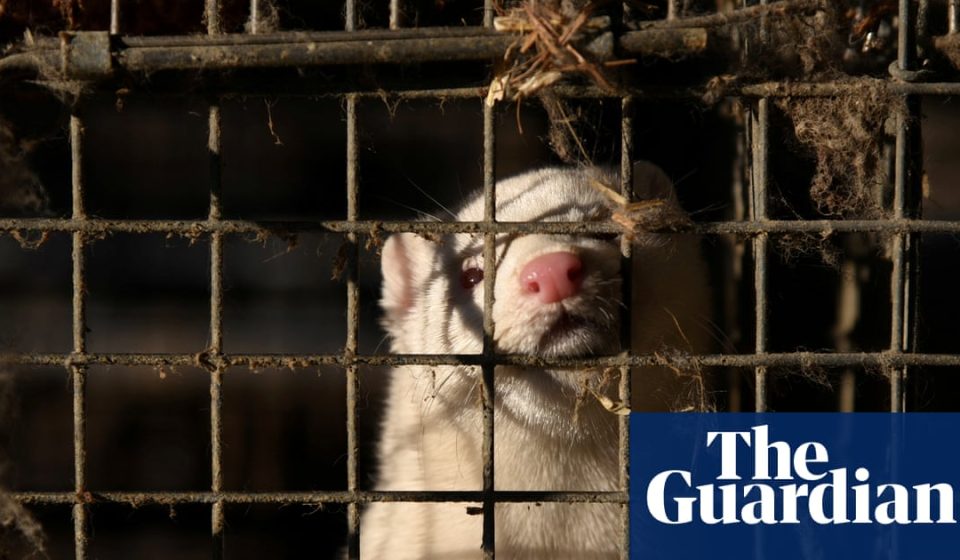 Bird flu outbreak at Utah mink farm raises concerns over government response | Utah