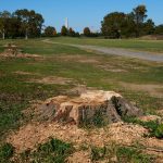 Judge bars Trump admin from further felling of trees, closing golf course