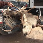 Harvest a deer? Better to get it checked for chronic wasting disease
