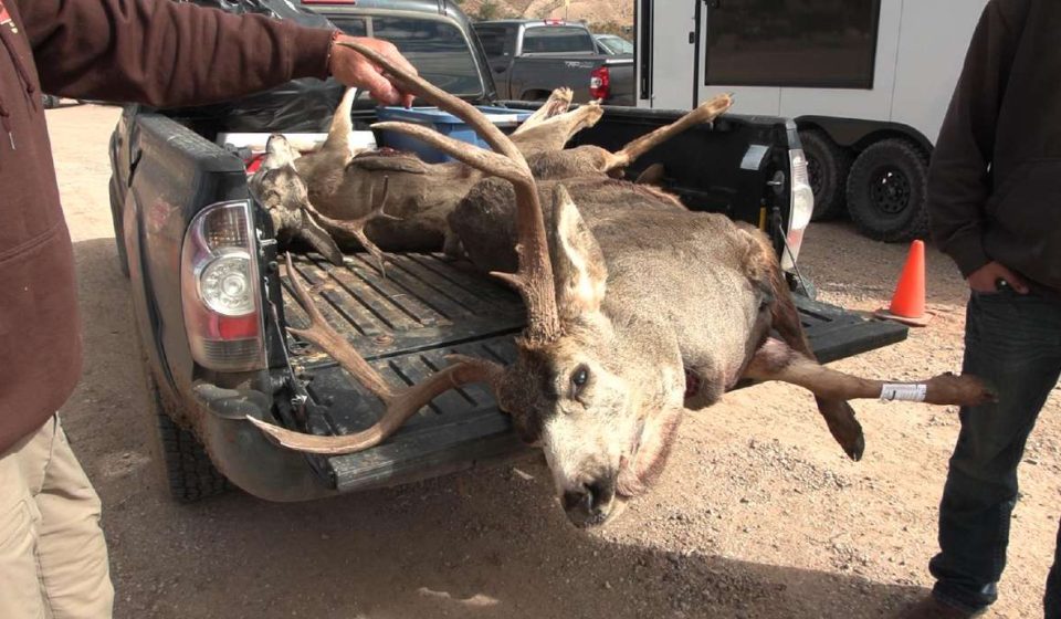 Harvest a deer? Better to get it checked for chronic wasting disease