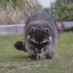 Possible rabid raccoon found in yard of Westlake Village home; dog, 4 workers possibly exposed