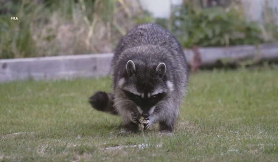 Possible rabid raccoon found in yard of Westlake Village home; dog, 4 workers possibly exposed