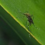 California heat wave speeds up mosquito breeding, triggers emergency spraying amid West Nile virus concerns