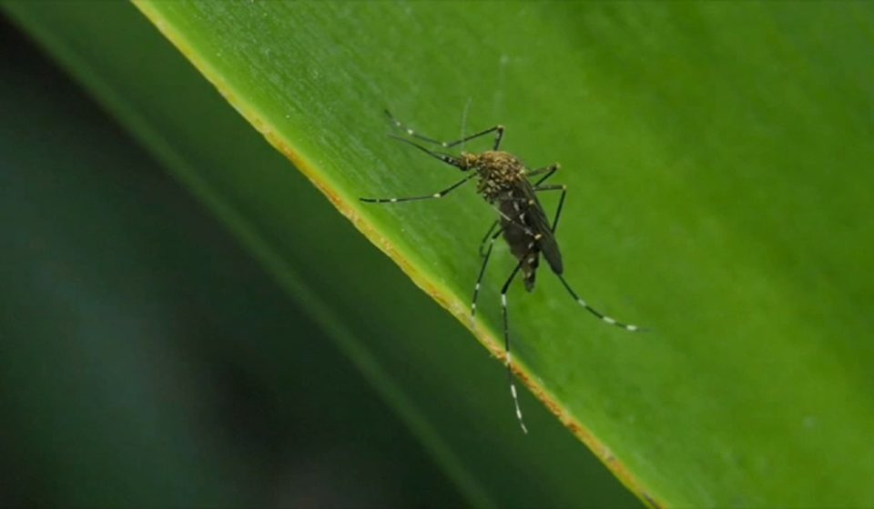 California heat wave speeds up mosquito breeding, triggers emergency spraying amid West Nile virus concerns
