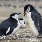 World's largest penguin colony hit by 'alarming' decline in numbers - BBC News Africa