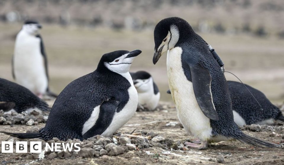 World's largest penguin colony hit by 'alarming' decline in numbers - BBC News Africa