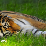 Man attacked by tiger at Yorkshire Wildlife Park – BBC News Africa