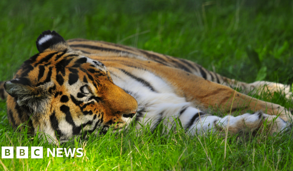 Man attacked by tiger at Yorkshire Wildlife Park – BBC News Africa