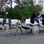 New York plans to ban horse-drawn carriages from Central Park after death of teenager