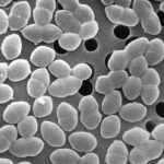Eating sugar while taking antibiotics could harm gut bacteria