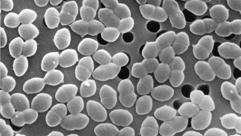 Eating sugar while taking antibiotics could harm gut bacteria