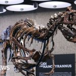 Nanotyrannus: dinosaur skeleton sold for $47.3 million at auction in New York - BBC News Africa