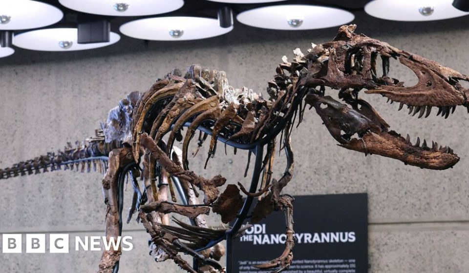 Nanotyrannus: dinosaur skeleton sold for $47.3 million at auction in New York - BBC News Africa