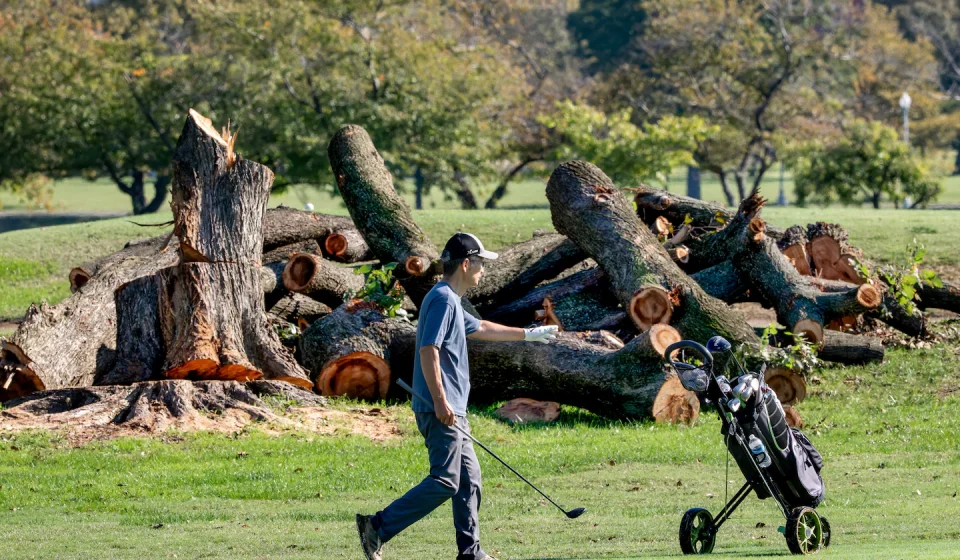 Trump-encouraged East Potomac tree felling, judge finds