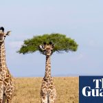 Finalists for the 2026 Comic Wildlife Photography Prize – in pictures – The Guardian