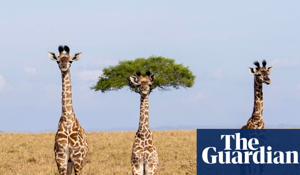 Finalists for the 2026 Comic Wildlife Photography Prize – in pictures – The Guardian