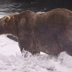 The friendly giant backpack declared winner of Fat Bear Week in Alaska