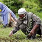 Part of Ethiopia's ambitious campaign to plant 50 billion trees - NBC News