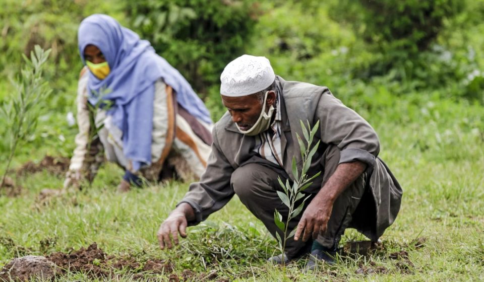 Part of Ethiopia's ambitious campaign to plant 50 billion trees - NBC News