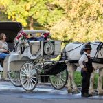 New York passes bill banning horse-drawn carriages; Central Park drivers fear for their future