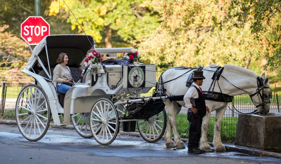 New York passes bill banning horse-drawn carriages; Central Park drivers fear for their future