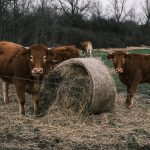 France reports first human case of Shamonda virus after patient dies