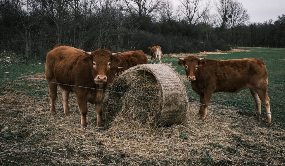 France reports first human case of Shamonda virus after patient dies