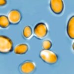 CDC warns of threat of drug-resistant germs, which kill 50,000 people a year
