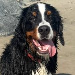 California bill targets neglectful pet boarders after dog's viral death