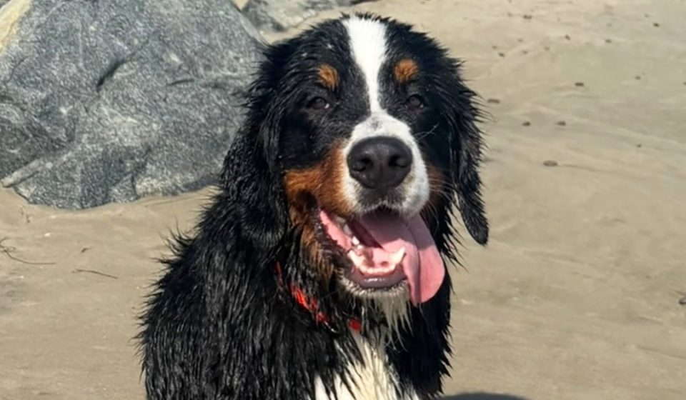 California bill targets neglectful pet boarders after dog's viral death
