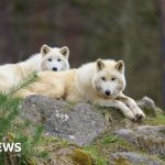 Girl seriously injured in wolf attack at German wildlife park - BBC News Africa