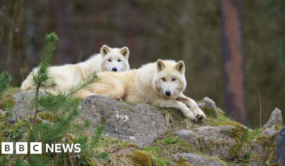 Girl seriously injured in wolf attack at German wildlife park - BBC News Africa
